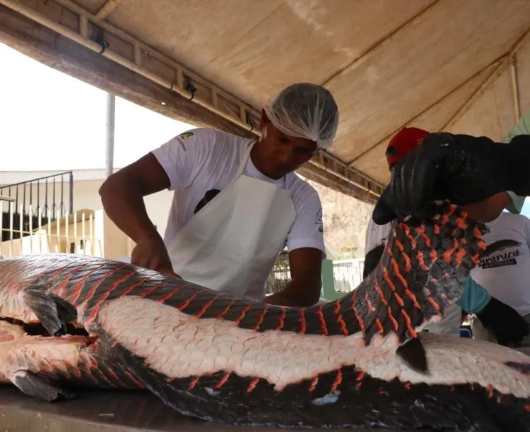 Feira do Pirarucu terá cinco toneladas de pescado com preços a partir de R$ 8 neste sábado em Manaus